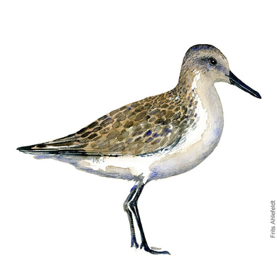 Dw00114 Original A4 Dunlin watercolor