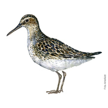 Load image into Gallery viewer, Dw00117 Original A4 Broad-billed sandpiper watercolor