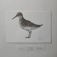 Load image into Gallery viewer, Dw00117 Original A4 Broad-billed sandpiper watercolor