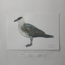 Load image into Gallery viewer, Dw00129 Original A4 Parasitic jaeger watercolor