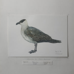 Dw00129 Original A4 Parasitic jaeger watercolor