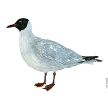 Load image into Gallery viewer, Dw00130 Original A4 Black-necked gull watercolor