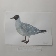 Load image into Gallery viewer, Dw00130 Original A4 Black-necked gull watercolor