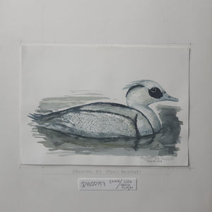 Dw00157 Original A4 Smew watercolor