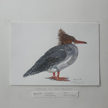 Load image into Gallery viewer, Dw00159 Original A4 Common merganser watercolor