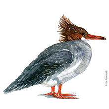 Load image into Gallery viewer, Dw00159 Original A4 Common merganser watercolor