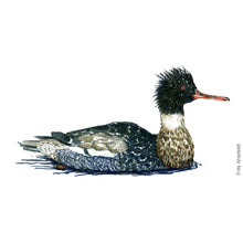 Load image into Gallery viewer, Dw00160 Original A4 Red-breasted merganser watercolor