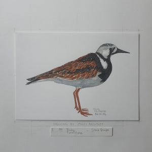 Dw00172 Original A4 Rudy turnstone watercolor