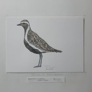 Dw00173 Original A4 Golden plover watercolor