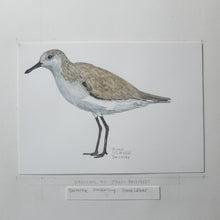 Load image into Gallery viewer, Dw00174 Original A4 Sanderling watercolor