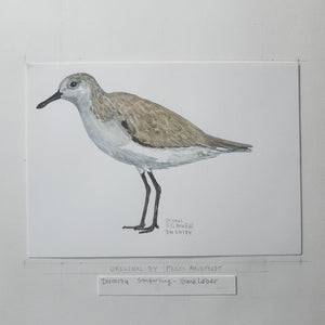 Dw00174 Original A4 Sanderling watercolor