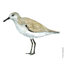 Load image into Gallery viewer, Dw00174 Original A4 Sanderling watercolor