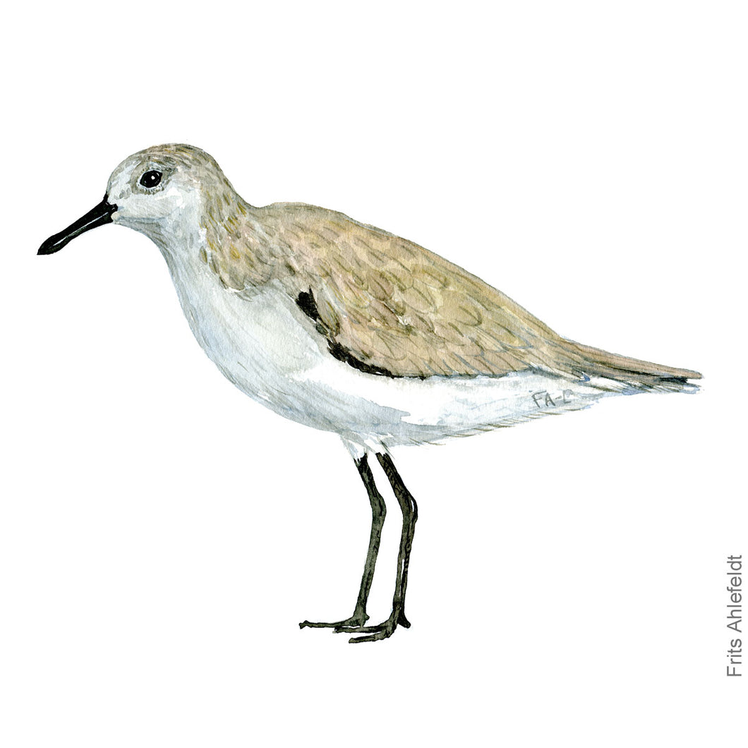 Dw00174 Original A4 Sanderling watercolor