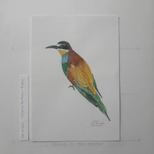 Load image into Gallery viewer, Dw00226 Original A4 European beeeater bird watercolor