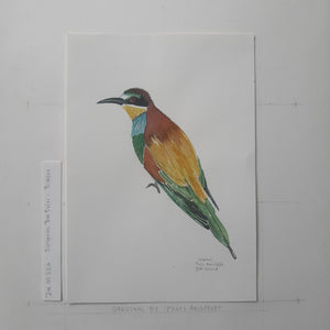 Dw00226 Original A4 European beeeater bird watercolor