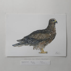 Dw00228 Original A4 Black kite watercolor