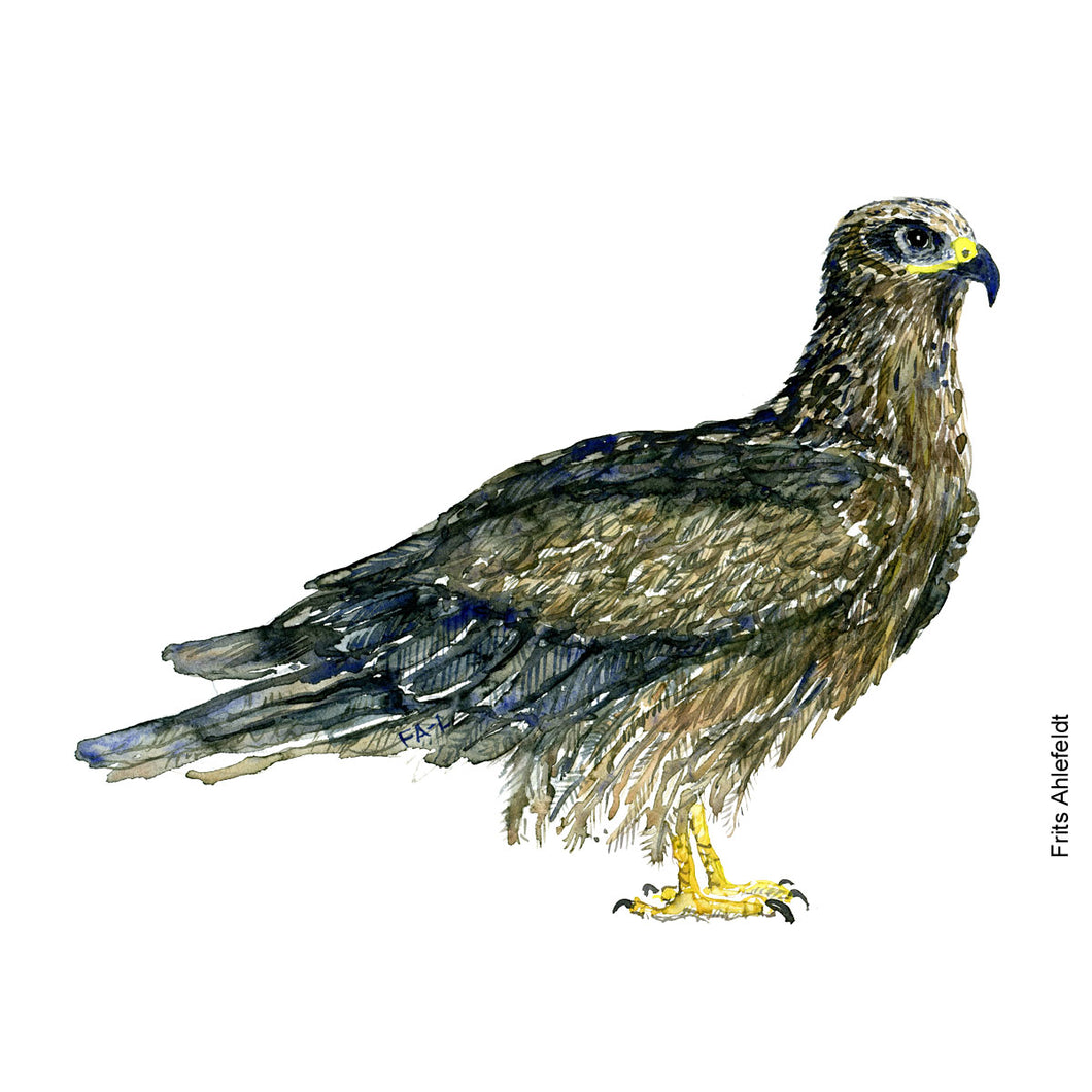 Dw00228 Original A4 Black kite watercolor