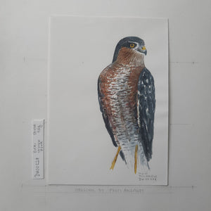 Dw00229 Original A4 Eurasian sparrow hawk watercolor