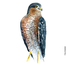 Load image into Gallery viewer, Dw00229 Original A4 Eurasian sparrow hawk watercolor