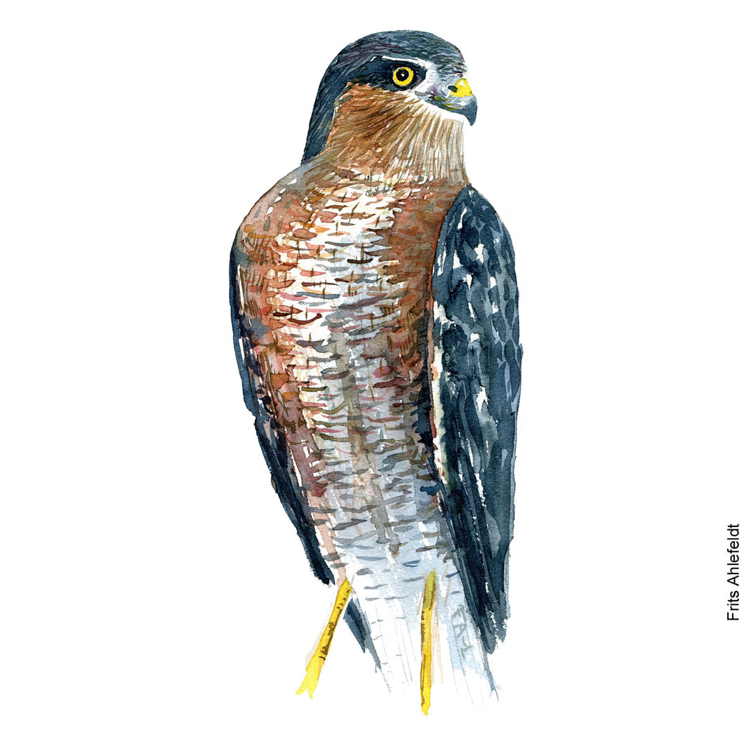 Dw00229 Original A4 Eurasian sparrow hawk watercolor