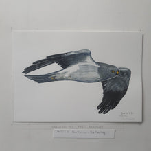 Load image into Gallery viewer, Dw00231 Original A4 Henharrier bird watercolor