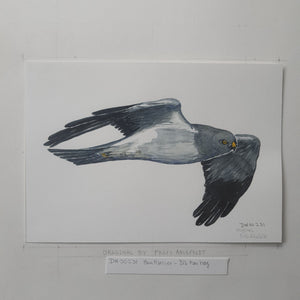 Dw00231 Original A4 Henharrier bird watercolor