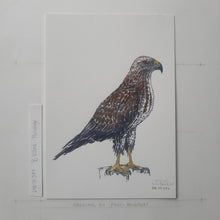 Load image into Gallery viewer, Dw00387 Original A4 Buzzard watercolor