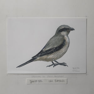 Dw00402 Original A4 Great grey shrike watercolor