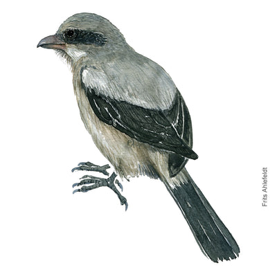 Dw00404 Original A4 Great grey shrike watercolor