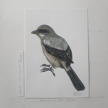 Load image into Gallery viewer, Dw00404 Original A4 Great grey shrike watercolor