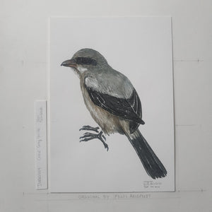 Dw00404 Original A4 Great grey shrike watercolor