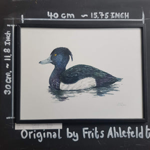 Dw00612 Original Tufted duck watercolor