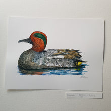 Load image into Gallery viewer, Dw00654 Original Eurasian Teal watercolor