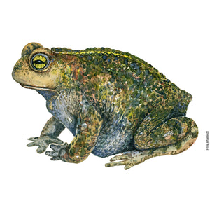 Dw00681 Original Natterjack toad watercolor