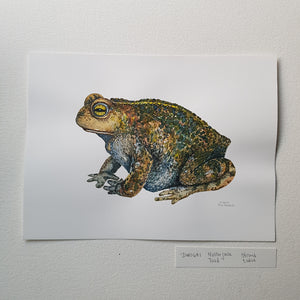 Dw00681 Original Natterjack toad watercolor