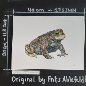 Dw00715 Original Natterjack toad watercolor