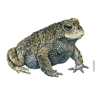 Dw00715 Original Natterjack toad watercolor