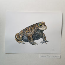 Load image into Gallery viewer, Dw00715 Original Natterjack toad watercolor