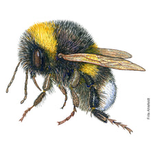 Load image into Gallery viewer, Dw00739 Original white-tailed bumblebee watercolor