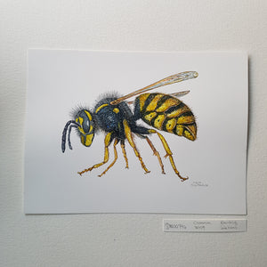 Dw00746 Original Common wasp watercolor