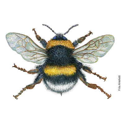 Dw00747 Original white-tailed bumblebee watercolor