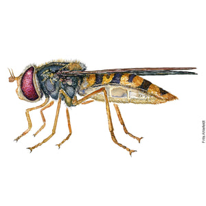 Dw00752 Original Marmalade hoverfly watercolor