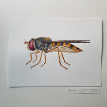 Load image into Gallery viewer, Dw00752 Original Marmalade hoverfly watercolor