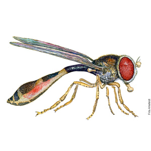 Dw00753 Original Baccha- elongata hoverfly watercolor