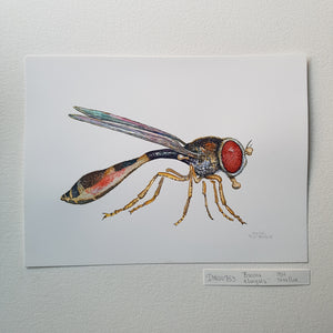 Dw00753 Original Baccha- elongata hoverfly watercolor