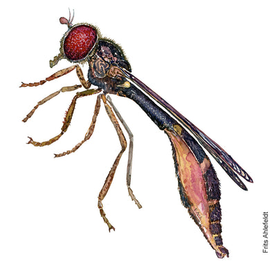 Dw00754 Original Baccha- elongata hoverfly watercolor