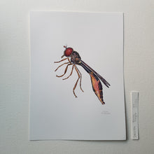 Load image into Gallery viewer, Dw00754 Original Baccha- elongata hoverfly watercolor