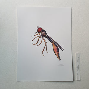 Dw00754 Original Baccha- elongata hoverfly watercolor