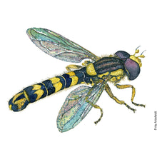 Load image into Gallery viewer, Dw00755 Original Long hoverfly watercolor