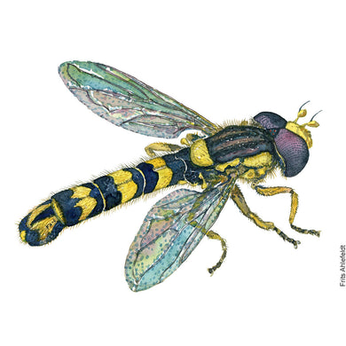 Dw00755 Original Long hoverfly watercolor